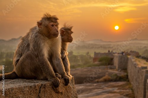 Photography 2 monkeys watching the sunset in Hampi, India