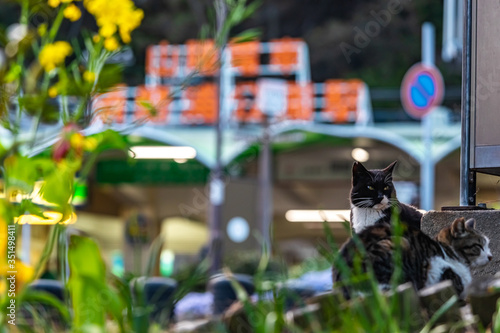 駅前でくつろぐ猫