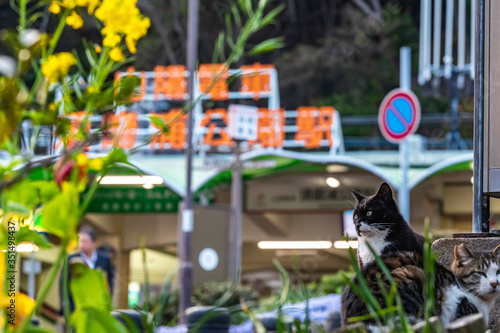駅前でくつろぐ猫