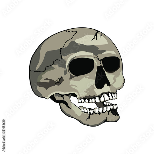 Realistic Human Skull Illustration Vector