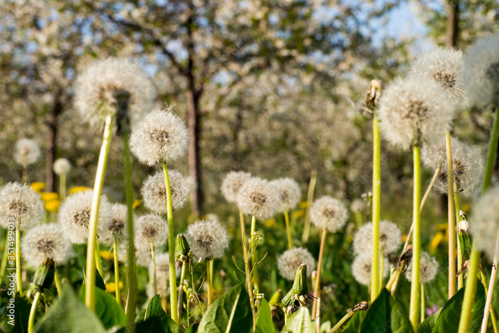 Dandelion heads on a meadow