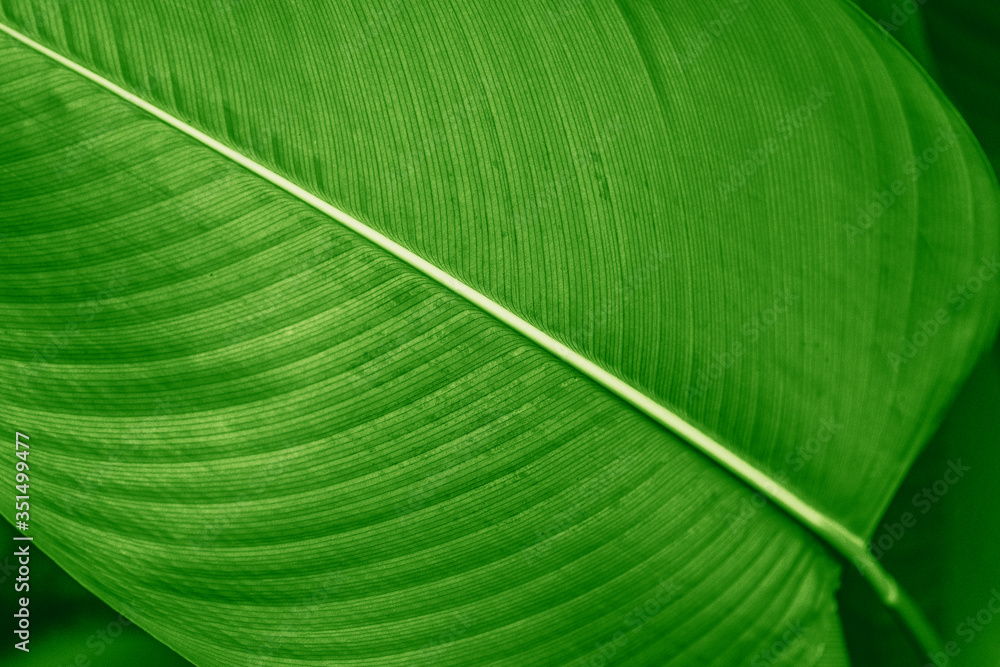 Calathea Lutea leaf macro shot background