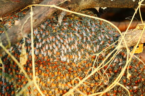 Photography bright selective focus points of bees on honeycomb