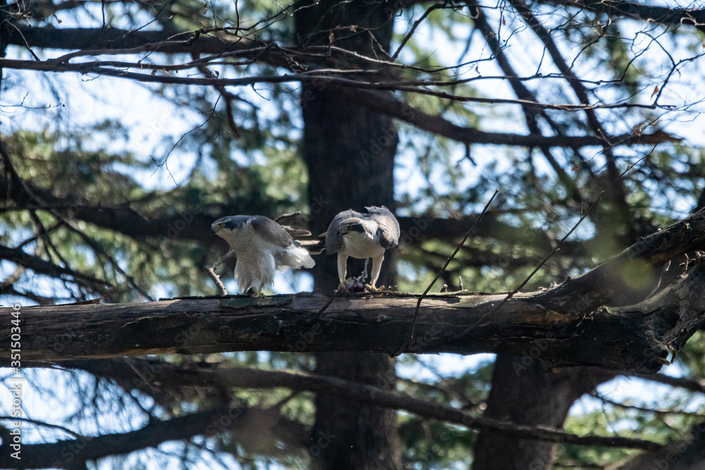 Obraz premium オオタカの番