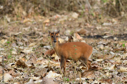The Indian muntjac  also called the southern red muntjac and barking deer, is a deer species native to South and Southeast Asia. © faisalmagnet