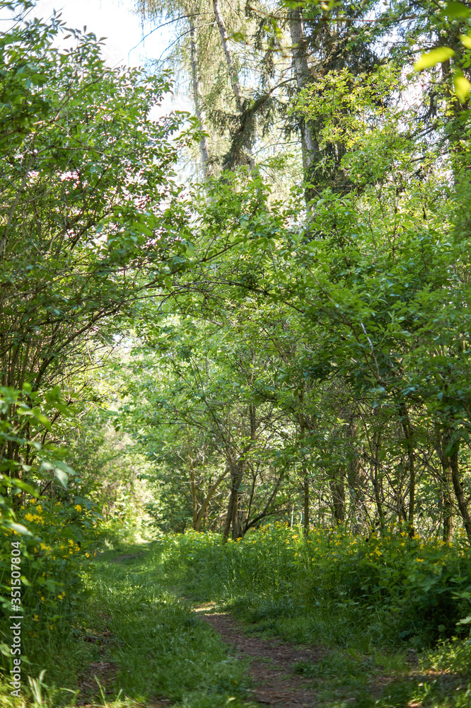 Fototapeta premium green gate from trees in nature