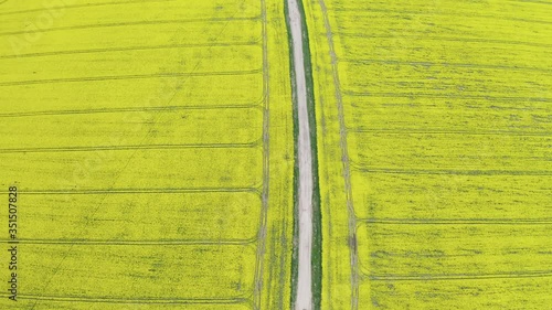 Wallpaper Mural Aerial top view video flying over ground road in yellow fields with blooming rapeseed plants on sunny spring or summer day. UHD 4K drone footage Torontodigital.ca