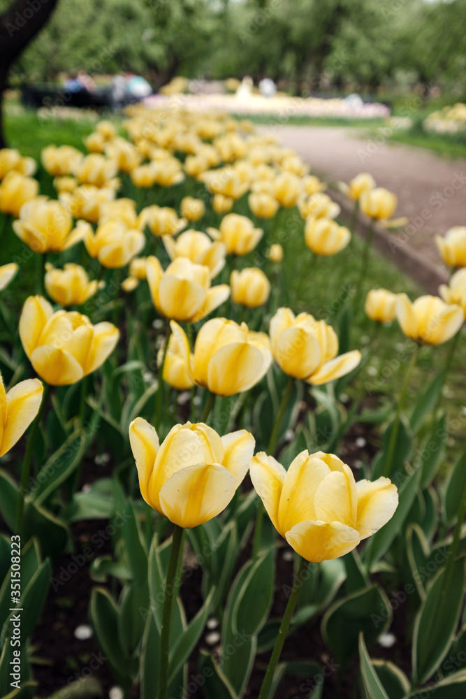 Obraz premium Tulips blooming in a flower bed in Kolomenskoye Park in Moscow