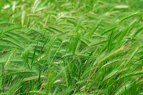 Close up on green grass