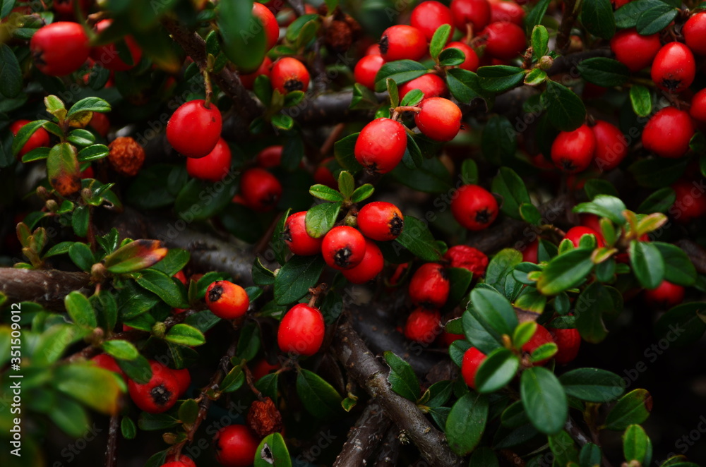 Cotoneaster bush background. Red fruits and green leaves.