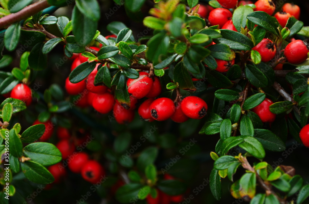 Cotoneaster bush background. Red fruits and green leaves. Cotoneaster bush background. Red fruits and green leaves.