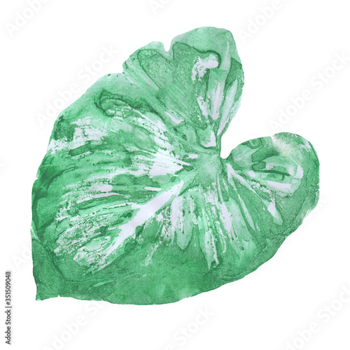 Big green leaf watercolor drawing on a white background