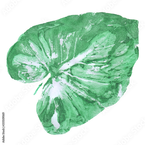 Leaf of houseplant drawing in watercolor on a white background