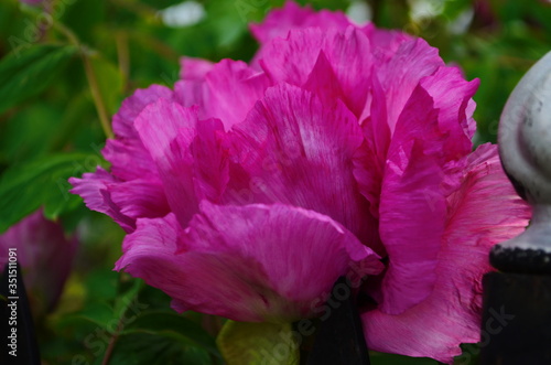 Pink Tree Peony or Paeonia suffruticosa in park photo