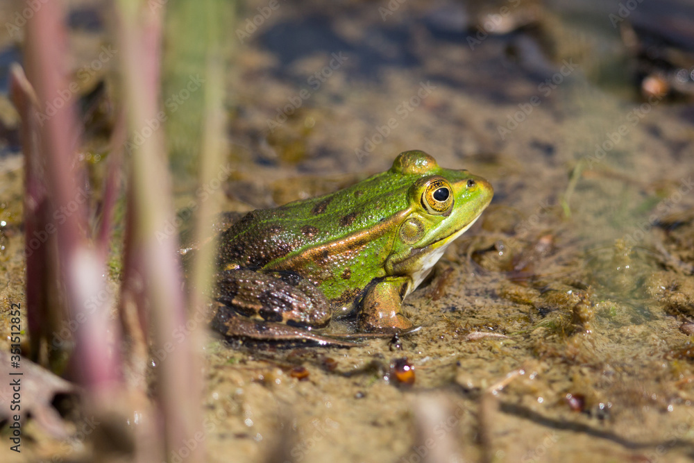 side view green frog (rana esculenta) sitting within reed stalks side view green frog (rana esculenta) sitting within reed stalks