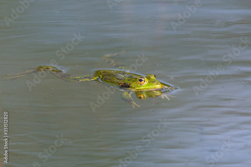 mirorred green frog (rana esculenta) swimming on water surface photo