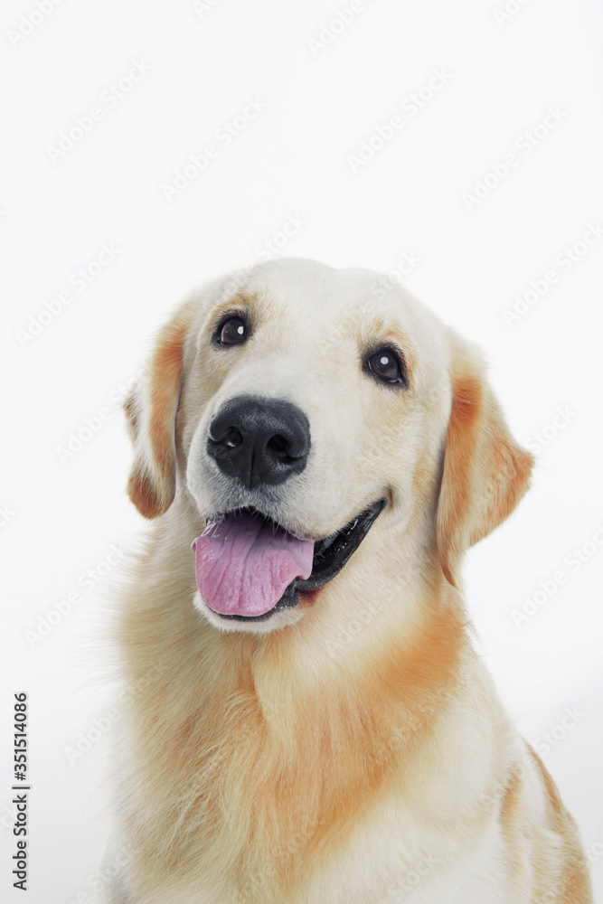 Shot of a golden retriever dog