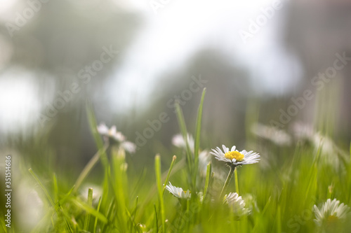 Daisy flower field with bright daylight