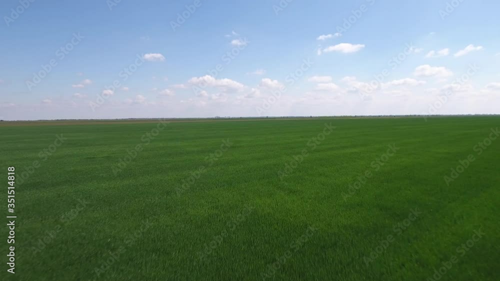 Flying above green wheat field in spring Flying above green wheat field in spring