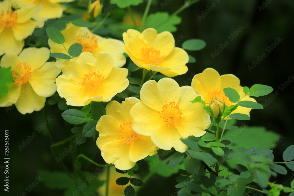 Beautiful yellow flowers bloomed on the bush in spring. Blooming tree closeup in summer. Garden ornamental plants for landscaping Beautiful yellow flowers bloomed on the bush in spring. Blooming tree closeup in summer. Garden ornamental plants for landscaping