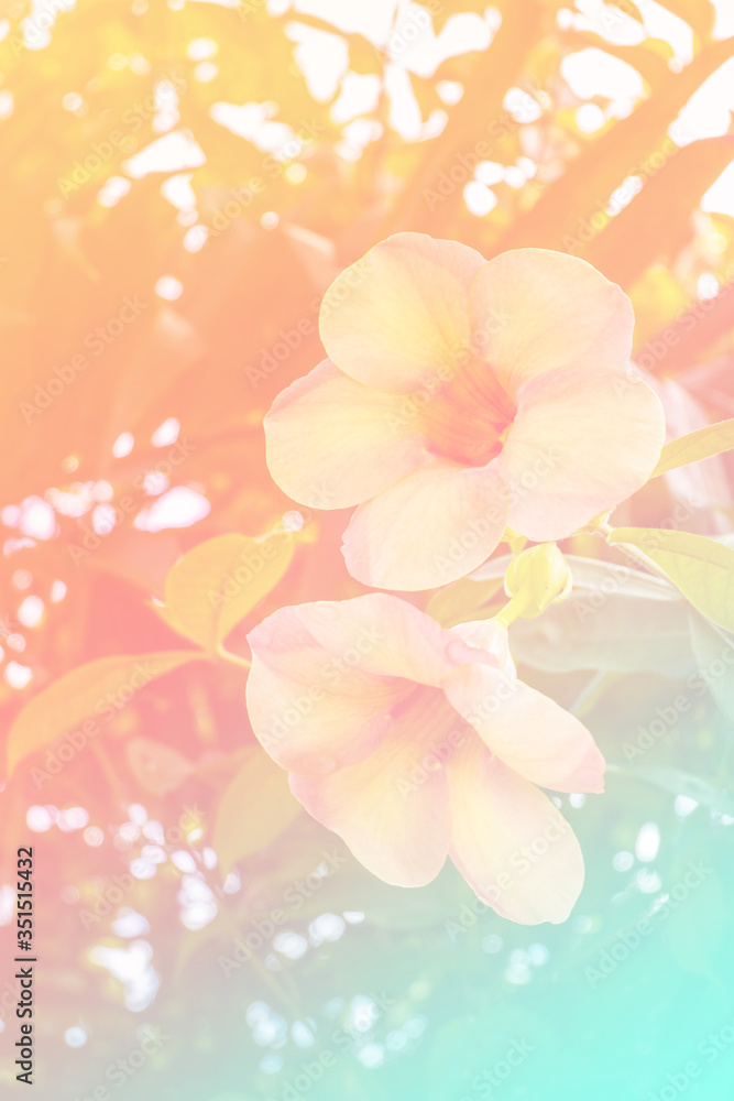 flower pastel