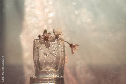 cherry blossom in a glass of macro