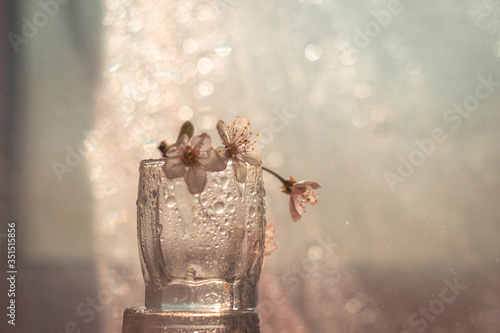 cherry blossoms in a macro glass with splashes