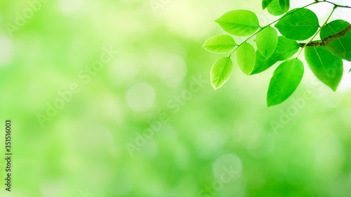 Closeup of beautiful nature view of green leaf on blurred greenery background in garden with copy space using as background natural green plants landscape, ecology, fresh wallpaper concept.