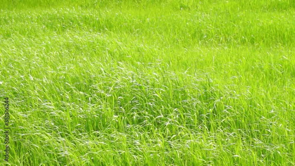 風になびく草原 風になびく草原