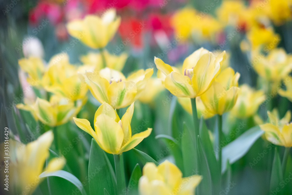 Spring Flowers bunch. Beautiful yellow Tulips with selective focus.