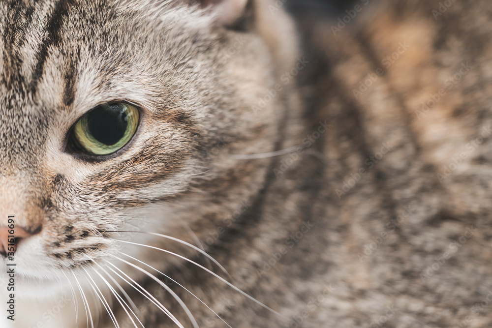 Fototapeta premium Beautiful gray domestic cat is looking