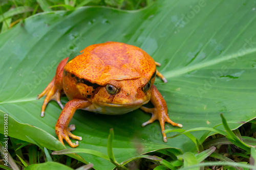 A large orange frog is sitting on a green leaf