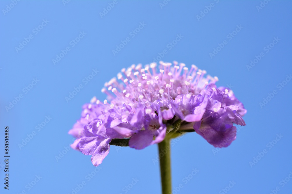 次々と咲き続けて かわいい花 スカビオサ 花イメージ素材 Stock 写真 Adobe Stock 次々と咲き続けて かわいい花 スカビオサ 花イメージ素材 Stock 写真 Adobe Stock