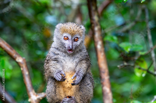 A lemur watches visitors from the branch of a tree photo