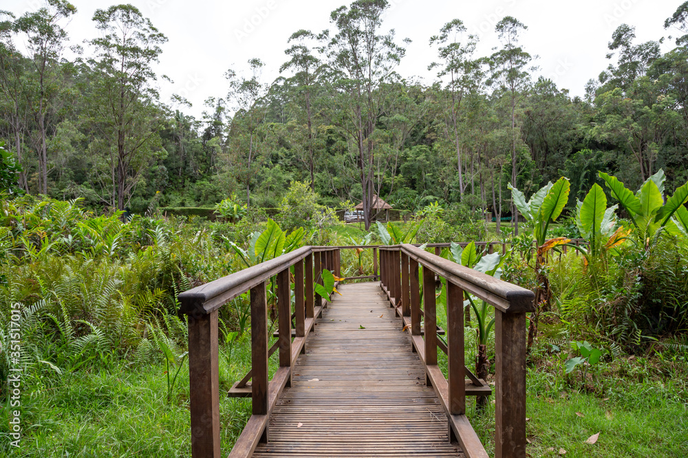 A beautiful wooden bridge in the middle of the jungle