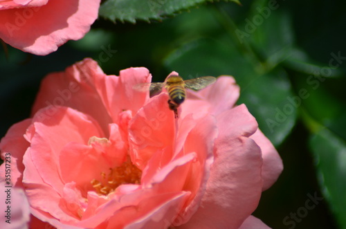 ピンクのバラとミツバチ