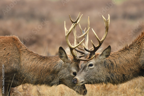 Face to face with Red deer cervus elaphus