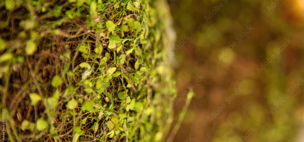 Background of green twigs and leaves, green Background of green twigs and leaves, green