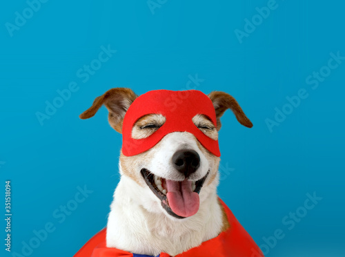 Cute cheerful Jack Russell Terrier in red mask and superhero cape standing on blue background with tongue sticking out and narrowed eyes © demphoto