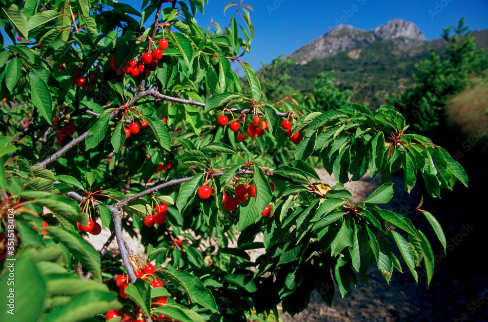 Fototapeta premium cerezo