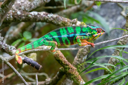 A chameleon moves along a branch in a rainforest in Madagascar