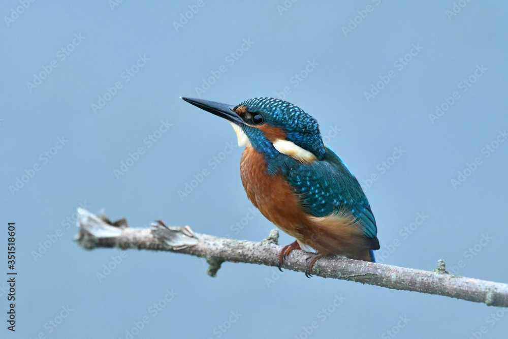 The Kingfisher bird perching on the tree The Kingfisher bird perching on the tree