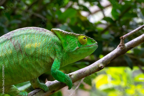 Colorful chameleon on a branch in a national park on the island of Madagascar