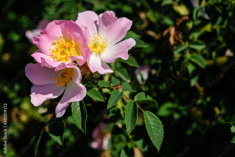 Fleurs d'églantier Fleurs d'églantier