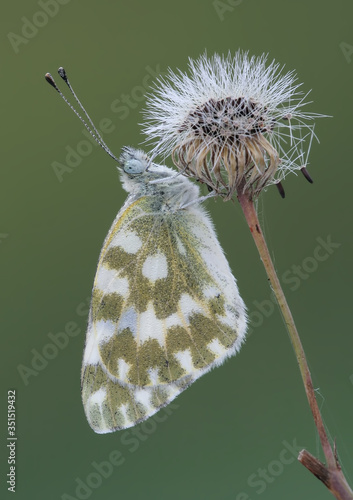 Large butterfly (Pieris chloridice ) sitting on a flower photo