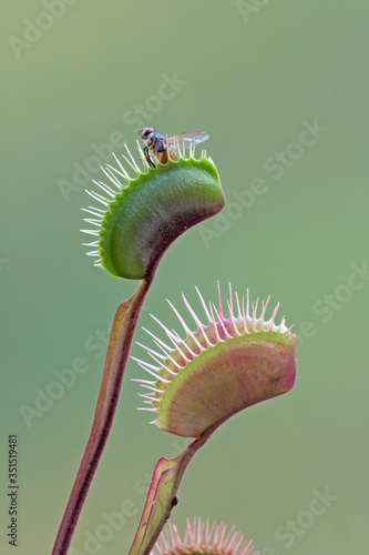 Fly is eaten by carnivorous green plant (Venus flytrap)