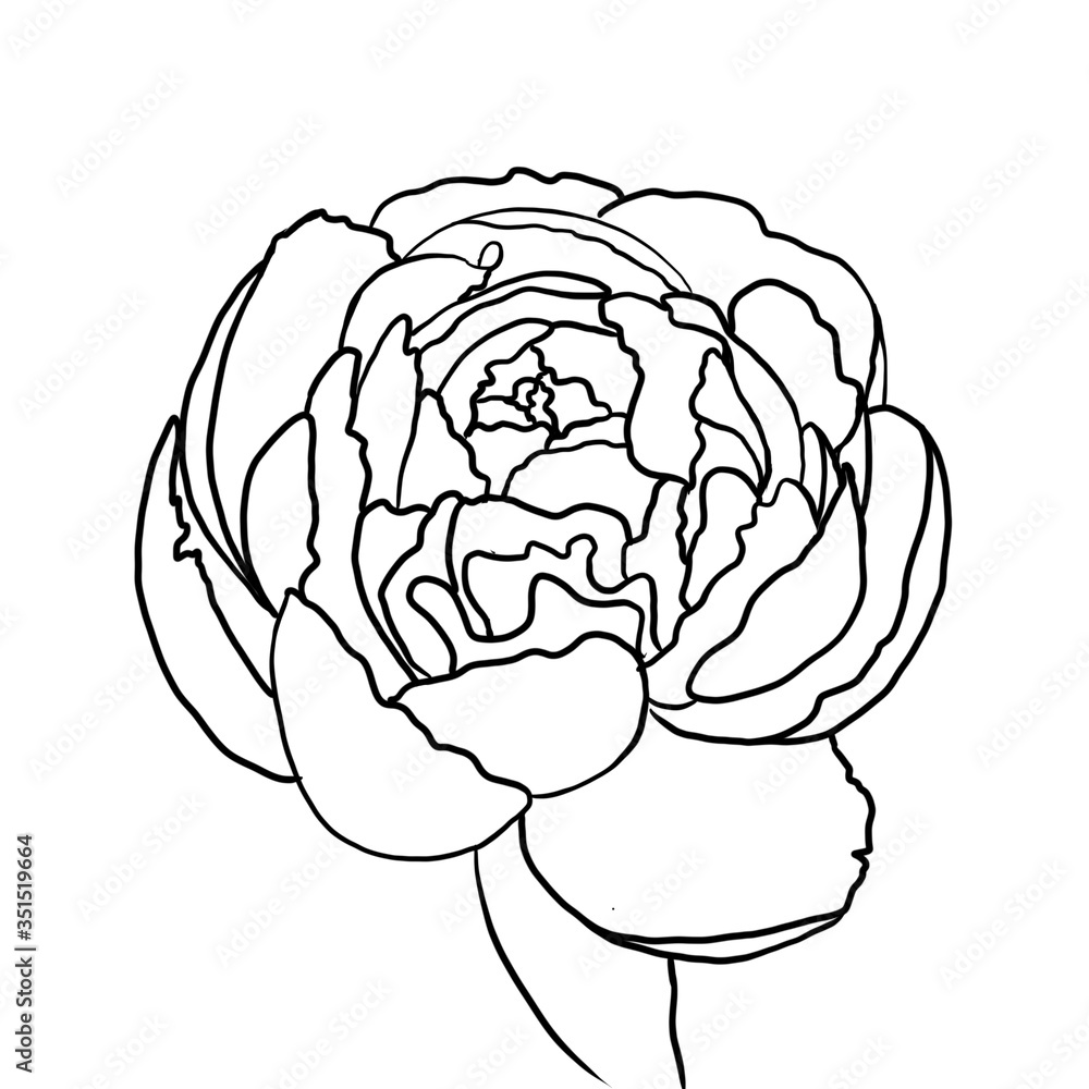Contour drawing of a peony Contour drawing of a peony
