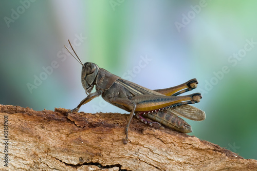 Fotografia, Obraz Brown grasshopper on the bark of a tree