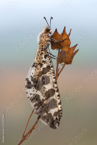 Close up side view of an antlion sitting on a branch