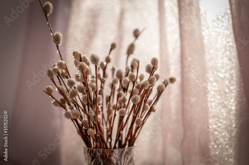 willow branches in a glass with water drops, close-up